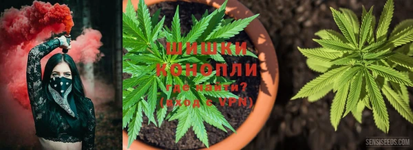 шишки Белоозёрский
